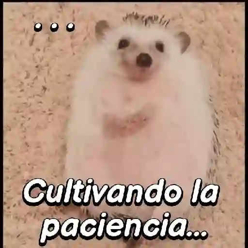 Pequeño Erizo frases 🦔💬 sticker 14