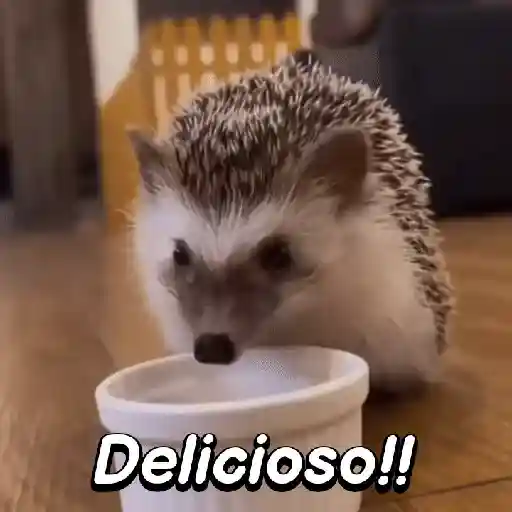 Pequeño Erizo frases 🦔💬 sticker 11