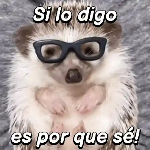 Pequeño Erizo frases 🦔💬 sticker 13
