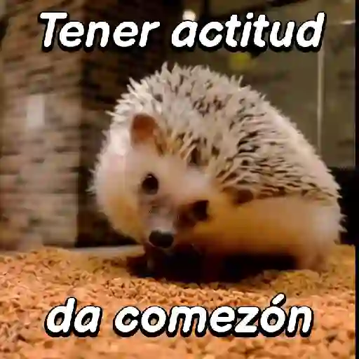 Pequeño Erizo frases 🦔💬 sticker 16