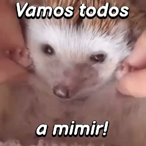 Pequeño Erizo frases 🦔💬 sticker 15