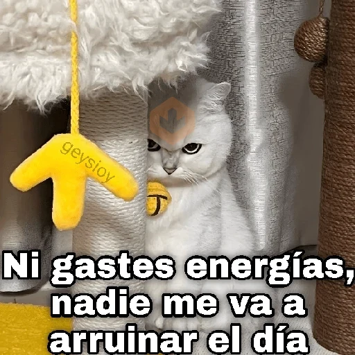 Gatos con amor 5 😻🪄💖 sticker 13