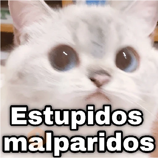 Gatos con amor 5 😻🪄💖 sticker 12