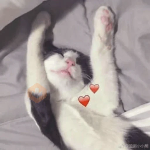 Gatos con amor 5 😻🪄💖 sticker 16