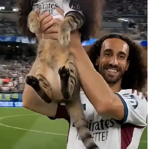 🇪🇸⚽️🐈 GATO CUCURELLA 🐈⚽️🇪🇸 sticker 24