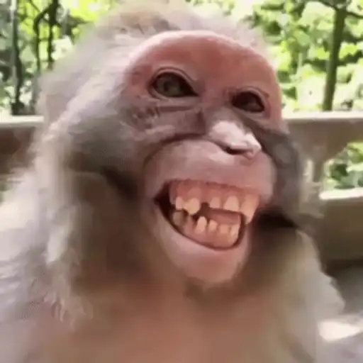 Funny Monkey ✨🐒 sticker 17