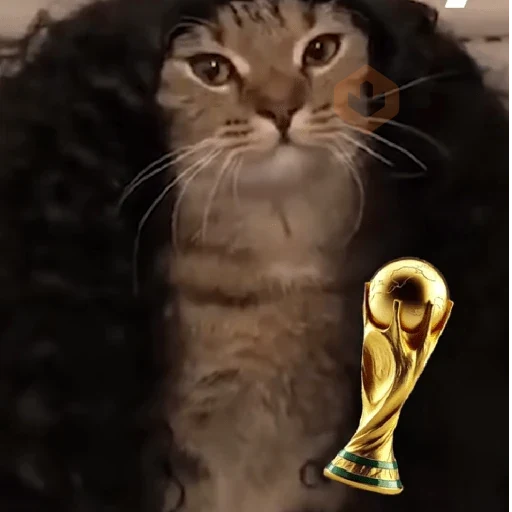 gato cucurella 😎 sticker 15