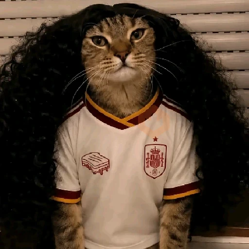 gato cucurella 😎 sticker 14