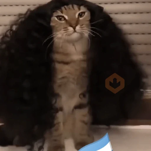 gato cucurella 😎 sticker 17