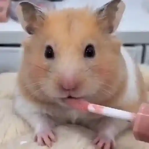 🐹💄HAMSTER Maquillándose💄🐹 sticker 12