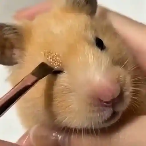 🐹💄HAMSTER Maquillándose💄🐹 sticker 15