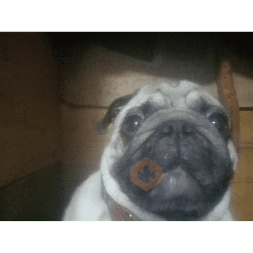 Pibble bellako plakoson sticker 25