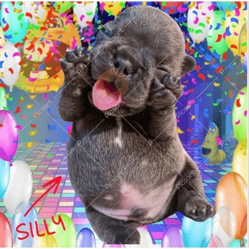Pibble bellako plakoson sticker 18