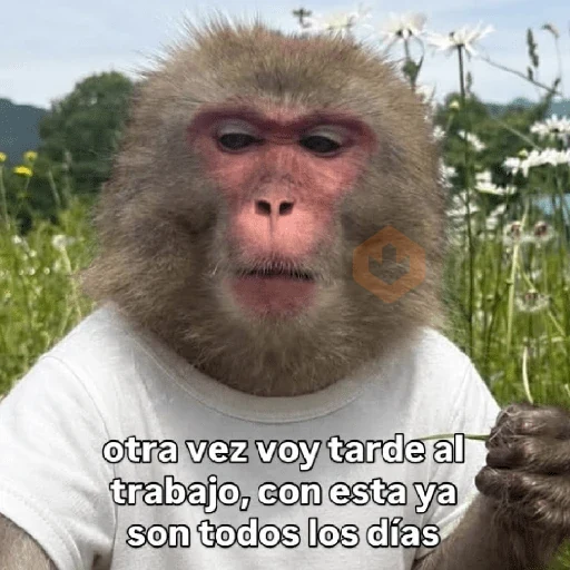 🧿 Monitos 🐒🐵 sticker 11