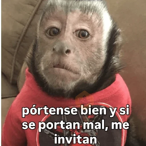 🧿 Monitos 🐒🐵 sticker 25