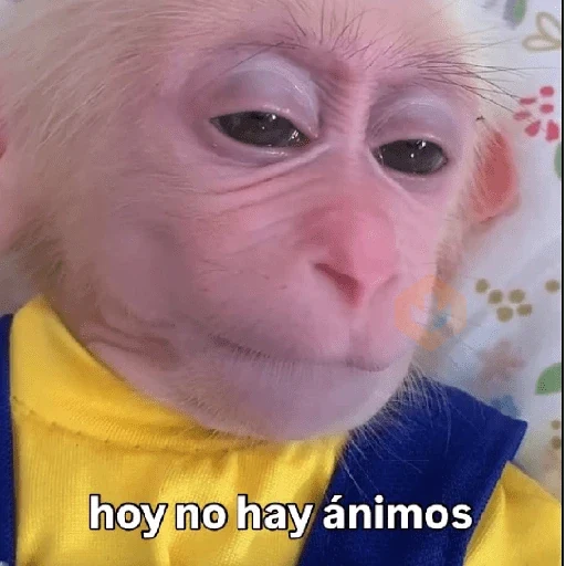 🧿 Monitos 🐒🐵 sticker 17