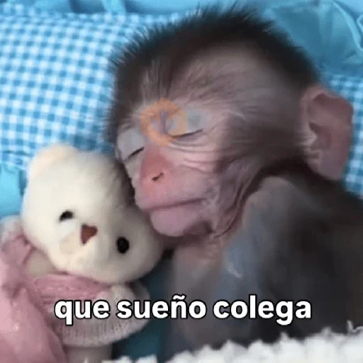 🧿 Monitos 🐒🐵 sticker 18