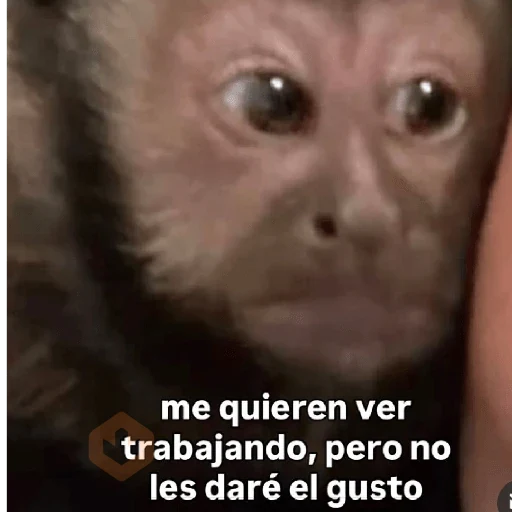 🧿 Monitos 🐒🐵 sticker 12