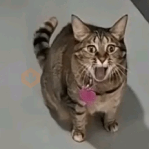 tik tok memes sticker 20