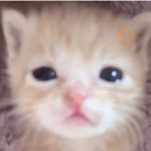 tik tok memes sticker 27