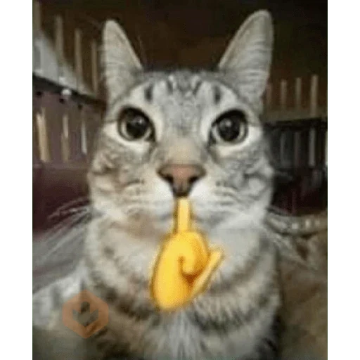 cat meme face sticker 12