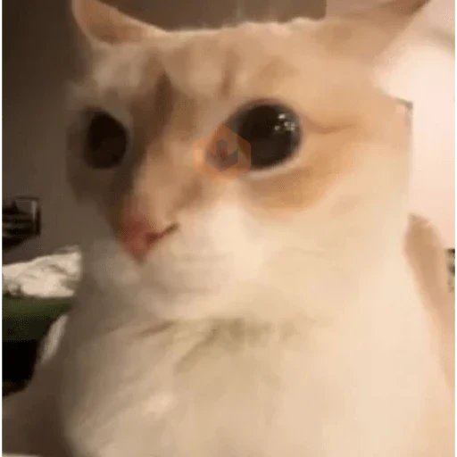 cat meme face sticker 13