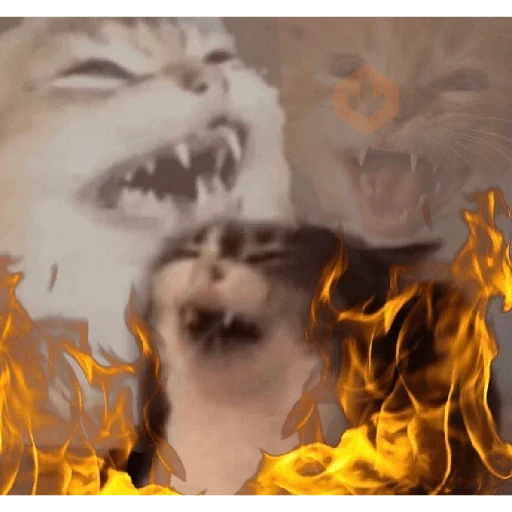 cat meme face sticker 15