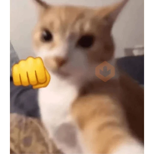 cat meme face sticker 11
