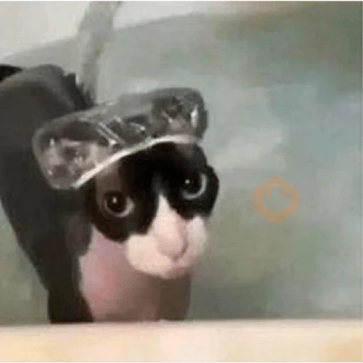 cat meme face sticker 17