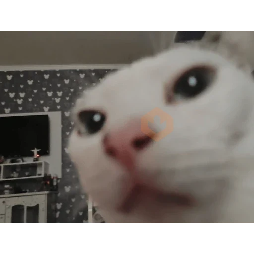 cat meme face sticker 14