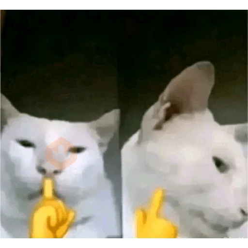 cat meme face sticker 16