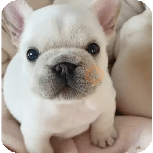 Pibble 🐶 🗣️🔥 sticker 14