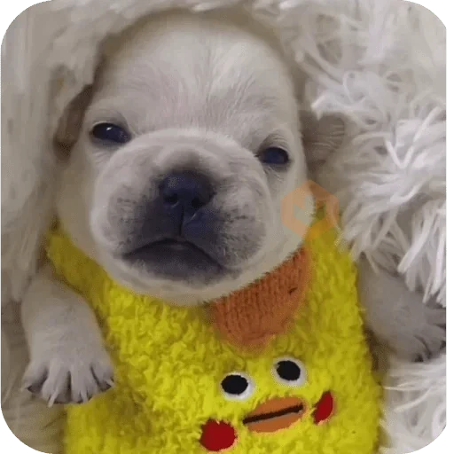 Pibble 🐶 🗣️🔥 sticker 11