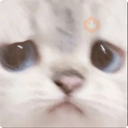 Gatos Random 🐈‍⬛ 🐈 XDXD 2️⃣ sticker 15