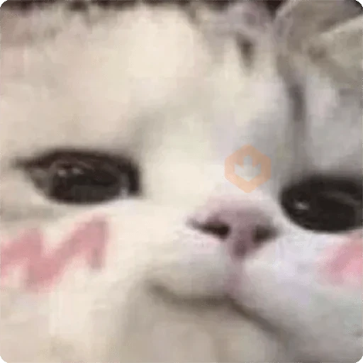 Gatos Random 🐈‍⬛ 🐈 XDXD 2️⃣ sticker 11