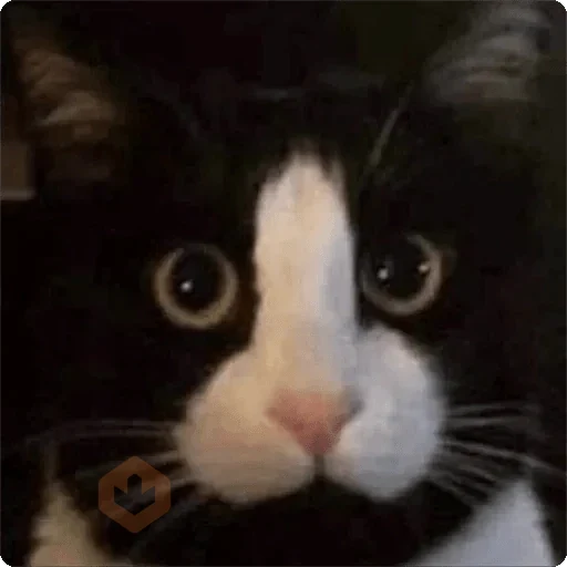 Gatos Random 🐈‍⬛ 🐈 XDXD 2️⃣ sticker 12