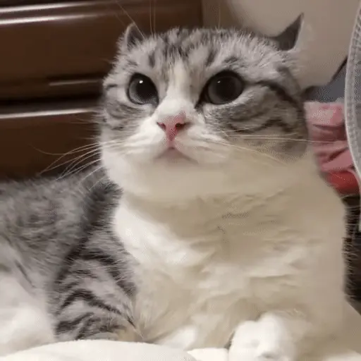🐈‍⬛ GATOS MEMES DE GATOS🐈 sticker 14