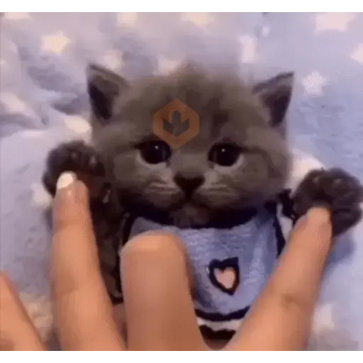 🐈‍⬛ GATOS MEMES DE GATOS🐈 sticker 13