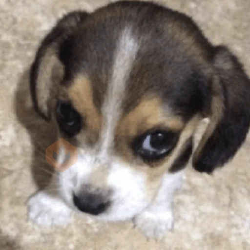 cachorros | memes engraçados sticker 16