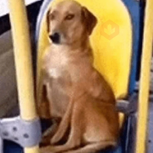 cachorros | memes engraçados sticker 15
