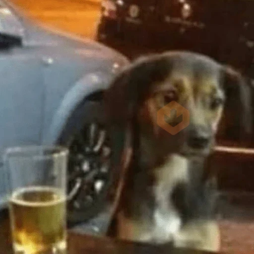 cachorros | memes engraçados sticker 11