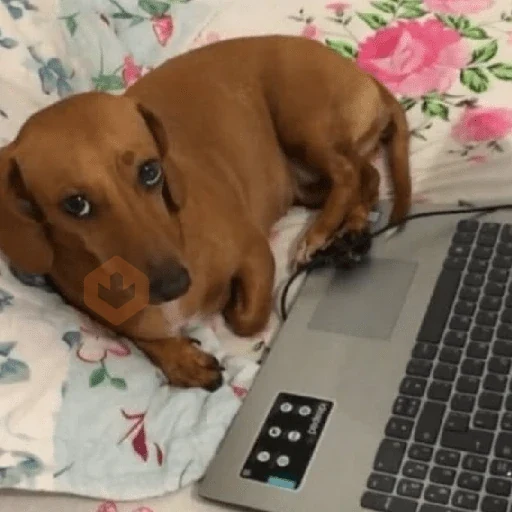 cachorros | memes engraçados sticker 22