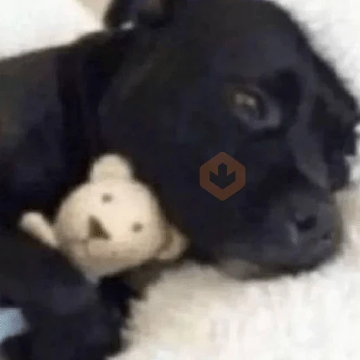 cachorros | memes engraçados sticker 14