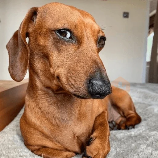 cachorros | memes engraçados sticker 17