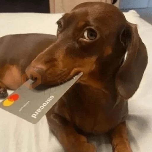 cachorros | memes engraçados sticker 20