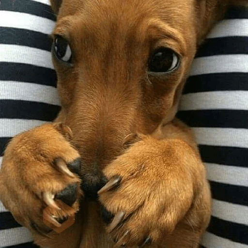 cachorros | memes engraçados sticker 12
