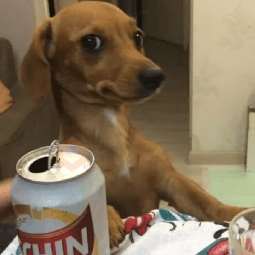 cachorros | memes engraçados sticker 24