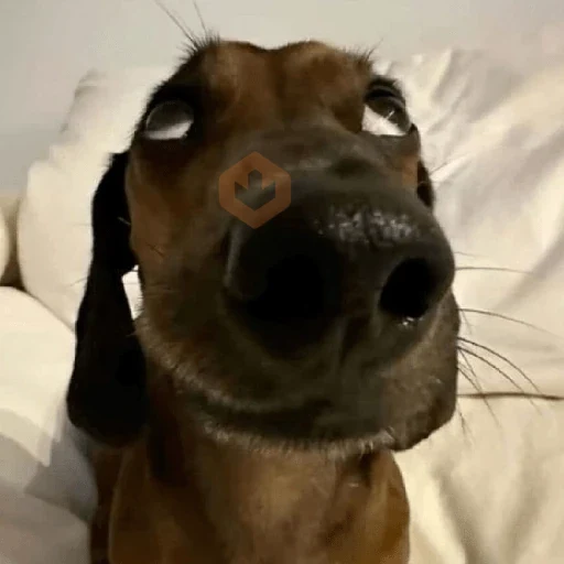 cachorros | memes engraçados sticker 18