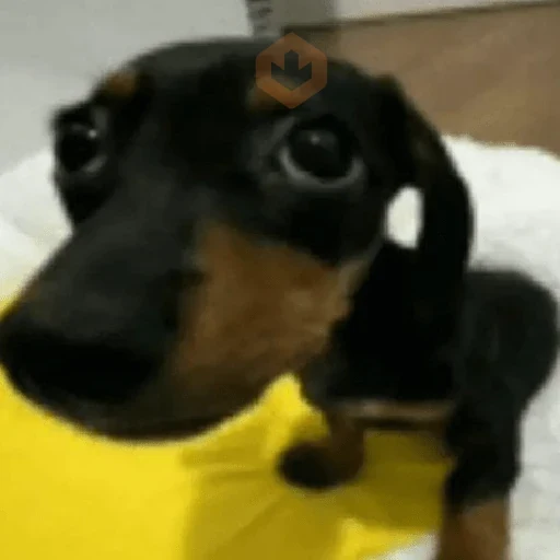 cachorros | memes engraçados sticker 23