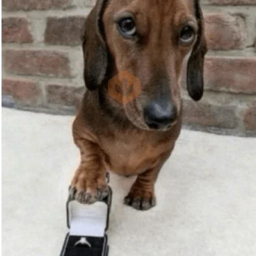 cachorros | memes engraçados sticker 13